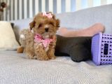Büyümeyecek Maltipoo Bebekler