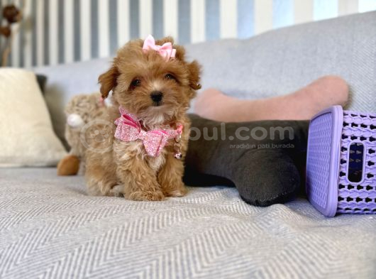 Büyümeyecek Maltipoo Bebekler görsel