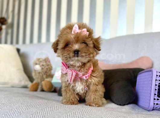 Büyümeyecek Maltipoo Bebekler görsel