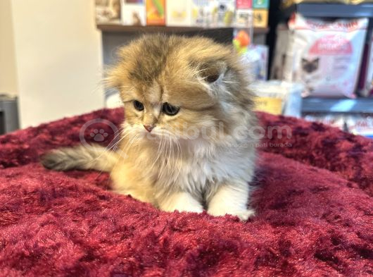 Irkının En Güzelinden Scottish Longhair Gold Yavrumuz görsel