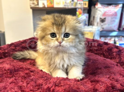 Irkının En Güzelinden Scottish Longhair Gold Yavrumuz görsel