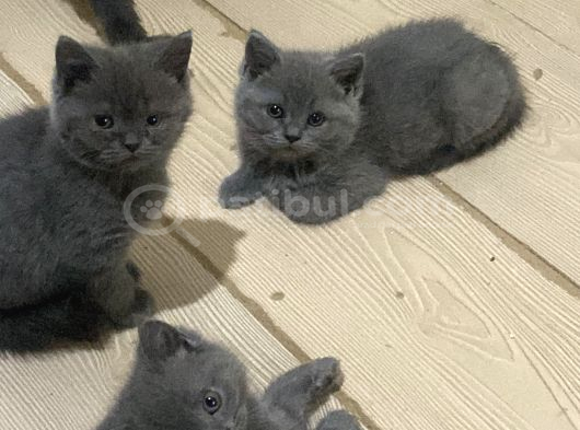 SON İKİ ÇOCUĞUMUZA GÜZEL YUVA