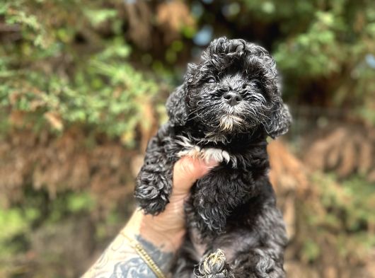 PİYASANIN EN UYGUN RAKAMINA BLACK POODLE