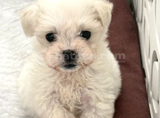Mini Irk Maltese yavrumuz
