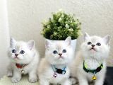 British shorthair lynx point Yavrular