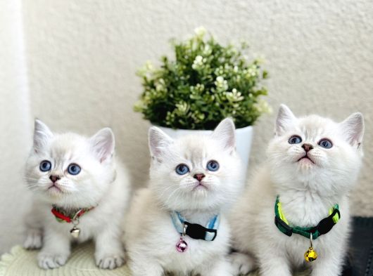British shorthair lynx point Yavrular