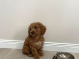 2 Buçuk aylık maltipoo