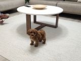 3 Buçuk Aylık Maltipoo