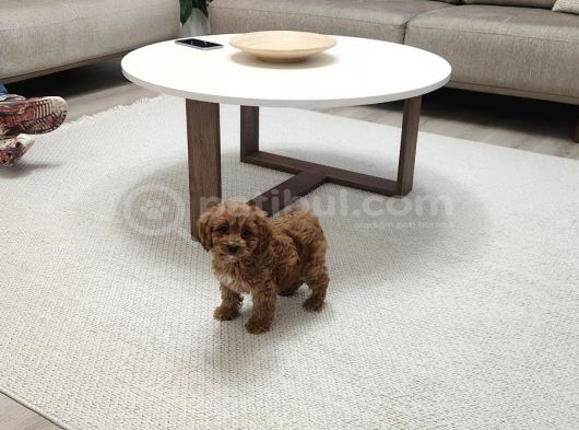 3 Buçuk Aylık Maltipoo görsel