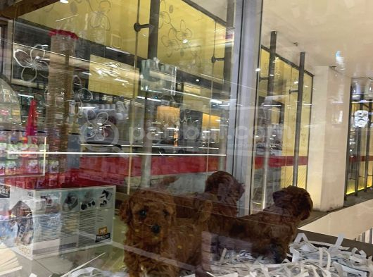 Vonalp Pet Garantisiyle Efsane Güzelli̇kte Toy Poodle görsel