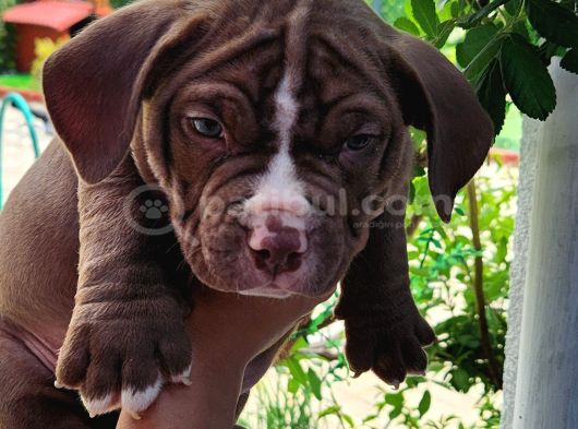 Egzotic Amerikan bully yavrularımız 5 adet