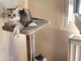 Karışım irk kedi