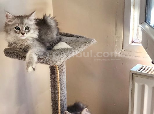 Karışım irk kedi