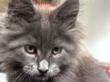 Maine Coon Yavru