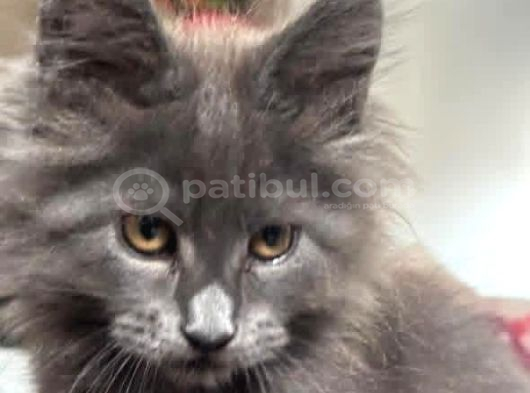 Maine Coon Yavru görsel