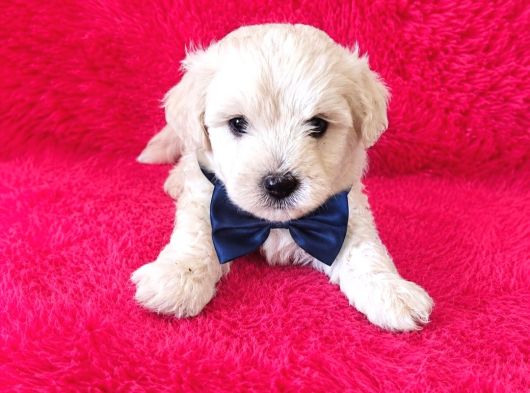 Maltese terier bebekler