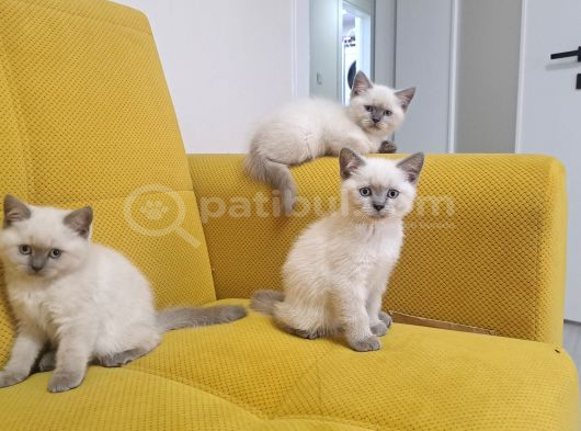 British Shorthair 2 aylik