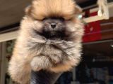 Ayı Surat Mini Boy Pomeranian Boo Erkek Yavrum