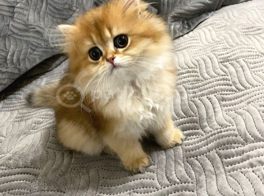 Çok Minnoş Harika Karaktere Sahip Bebek görsel