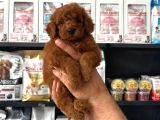 TOY POODLE SEVİMLİ YAVRULAR EV ÜRETİMİ