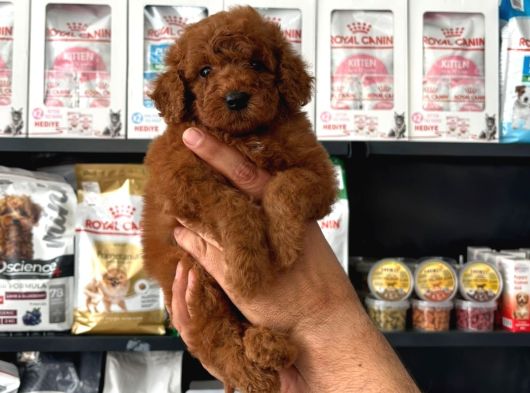 TOY POODLE SEVİMLİ YAVRULAR EV ÜRETİMİ