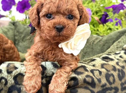 Toy Poodle Sevi̇mli̇ Yavrular Ev Üreti̇mi̇ görsel