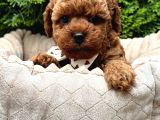 Toy Poodle Sevi̇mli̇ Yavrular Ev Üreti̇mi̇
