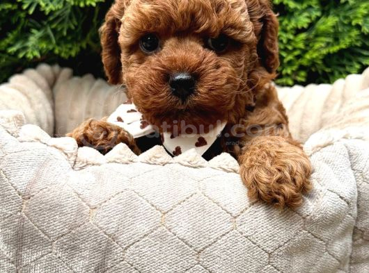 Toy Poodle Sevi̇mli̇ Yavrular Ev Üreti̇mi̇ görsel