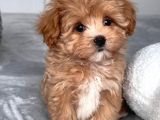 Malti̇poo Ci̇nsi̇ Yavrular Ev Üreti̇mi̇