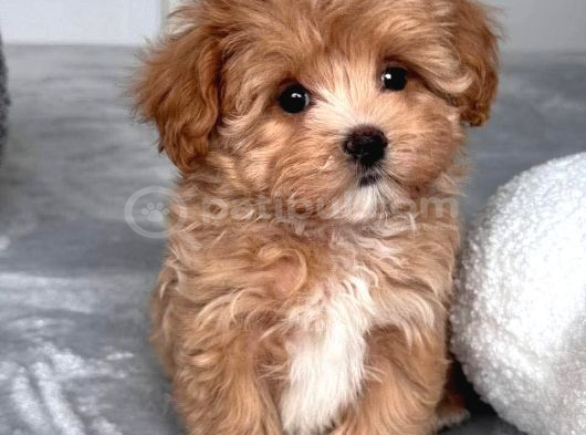 Malti̇poo Ci̇nsi̇ Yavrular Ev Üreti̇mi̇ görsel