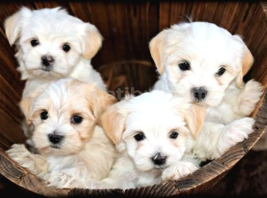 bichon safkan yuva arıyor