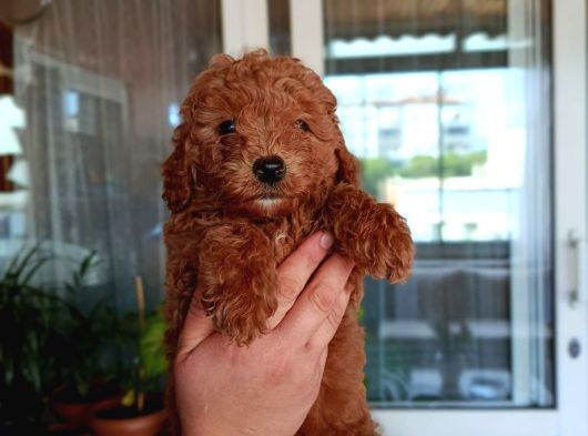 Sevimli Aile Dostu Toy Poodle Yavrularımız
