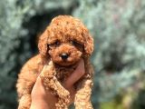 Safkan toy poodle yavru