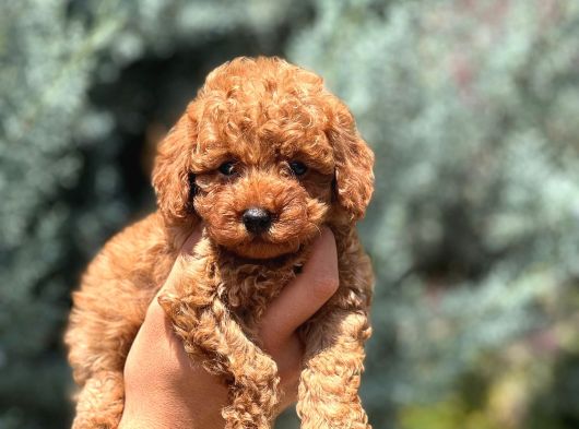 Safkan toy poodle yavru