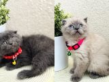 Scottish Fold Top Kafa Yavrular