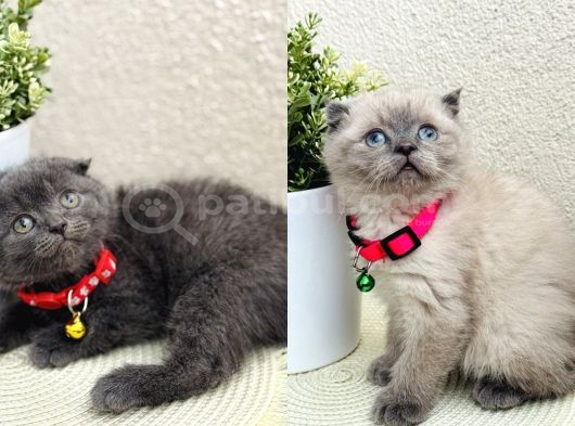 Scottish Fold Top Kafa Yavrular