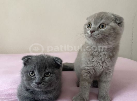 2 Aylık Kırık Kulak Britishler görsel
