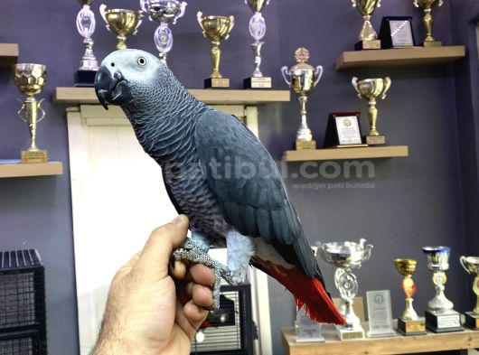 Evci̇l Uysal Çok Konuşan Jako Papağani görsel