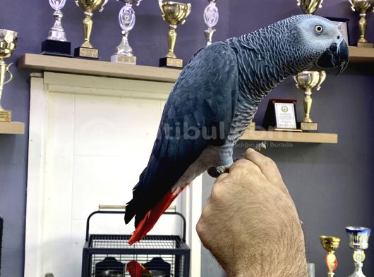 EVCİL UYSAL ÇOK KONUŞAN JAKO PAPAĞANI