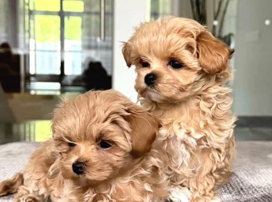 Maltipoo yavrular için arayabilirsiniz