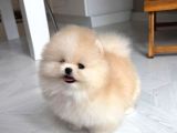 Pomeranian yavrularımız için arayabilirsiniz