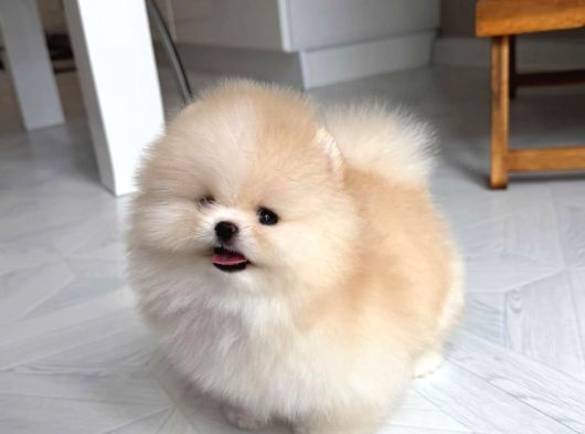 Pomeranian yavrularımız için arayabilirsiniz