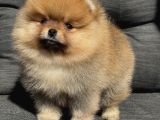 Pomeranian teacup kg garantili yavrularımız