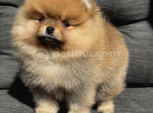 Pomeranian teacup kg garantili yavrularımız