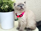 Scottish Fold Top Kafa Yavrular
