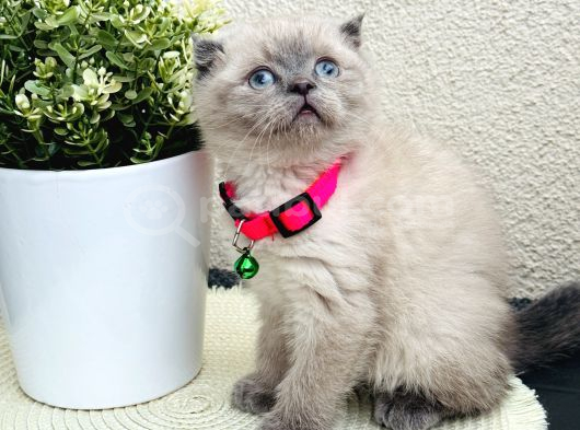 Scottish Fold Top Kafa Yavrular görsel