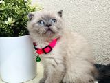 Scottish Fold Top Kafa Yavrular