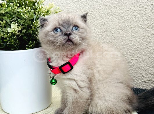 Scottish Fold Top Kafa Yavrular görsel