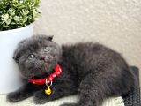 Scottish Fold Top Kafa Yavrular