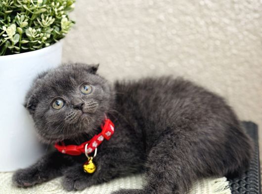 Scottish Fold Top Kafa Yavrular görsel